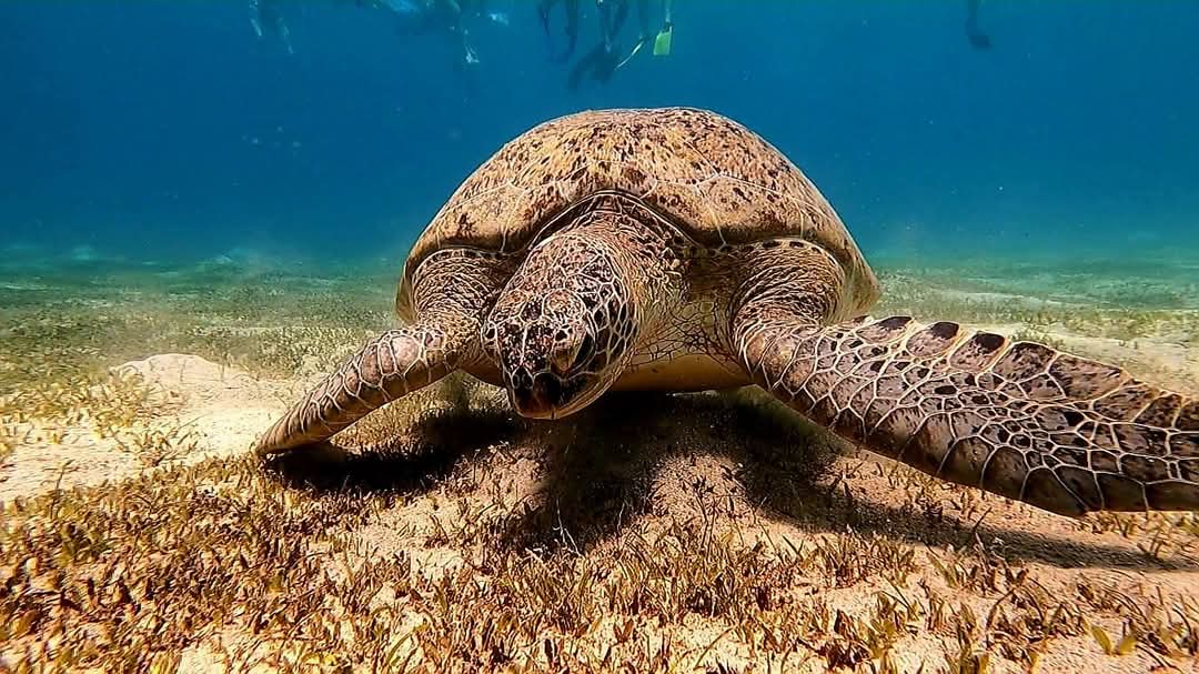 Scuba diver exploring a coral reef in the Red Sea