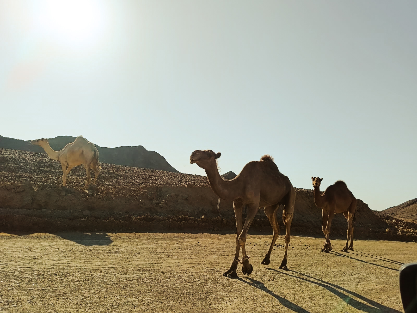 Quad bike adventure in the Marsa Alam desert at sunset