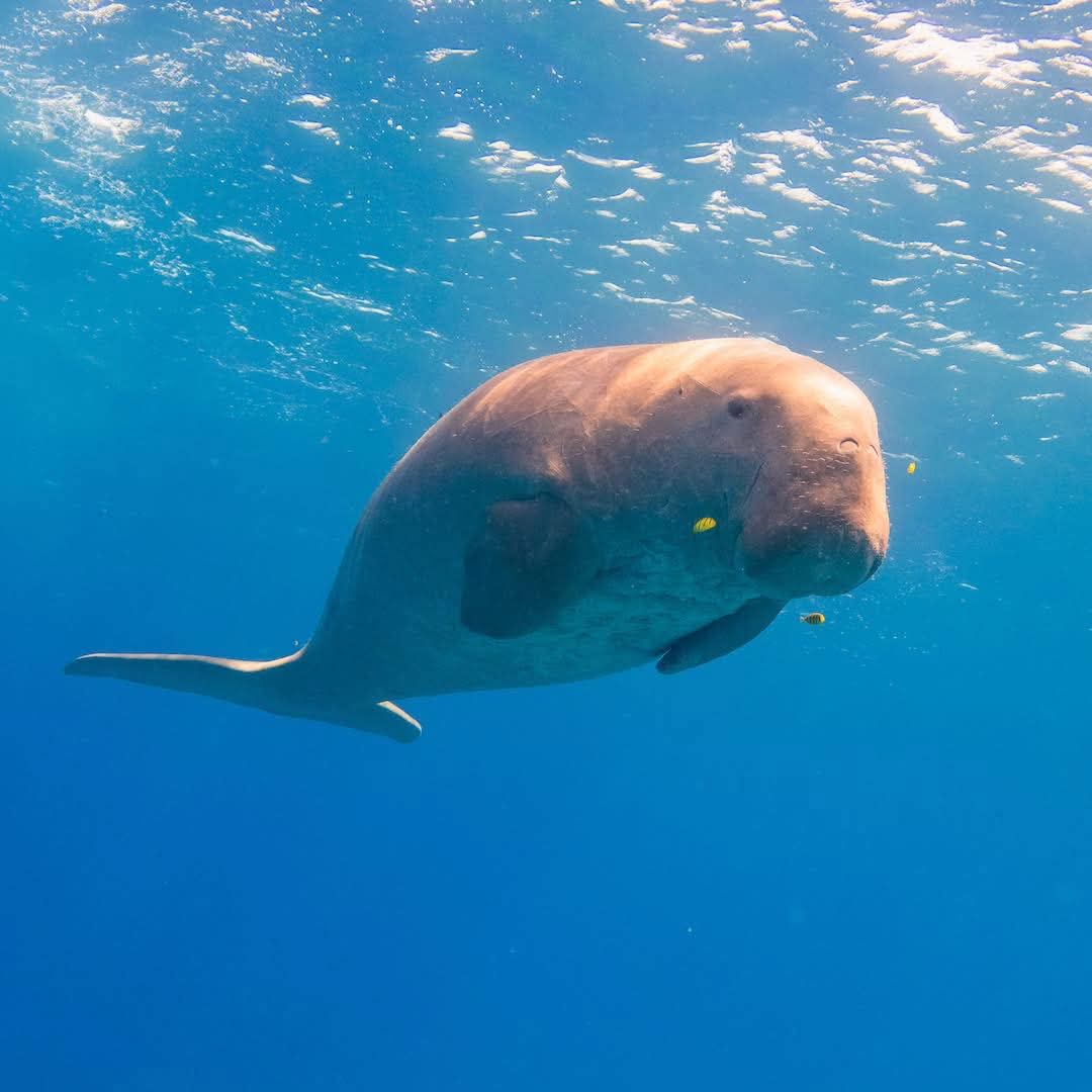Snorkeler swimming with colorful fish in Marsa Alam